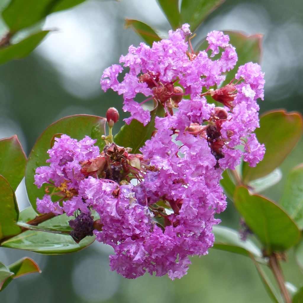 Lagerstroemia indica Petite Canaille mauve - Crape Myrtle