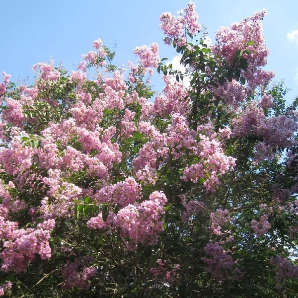 Lagerstroemia indica mauve, Lilas des Indes