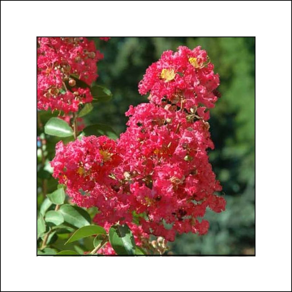 Lagerstroemia indica Rubra - Crape Myrtle