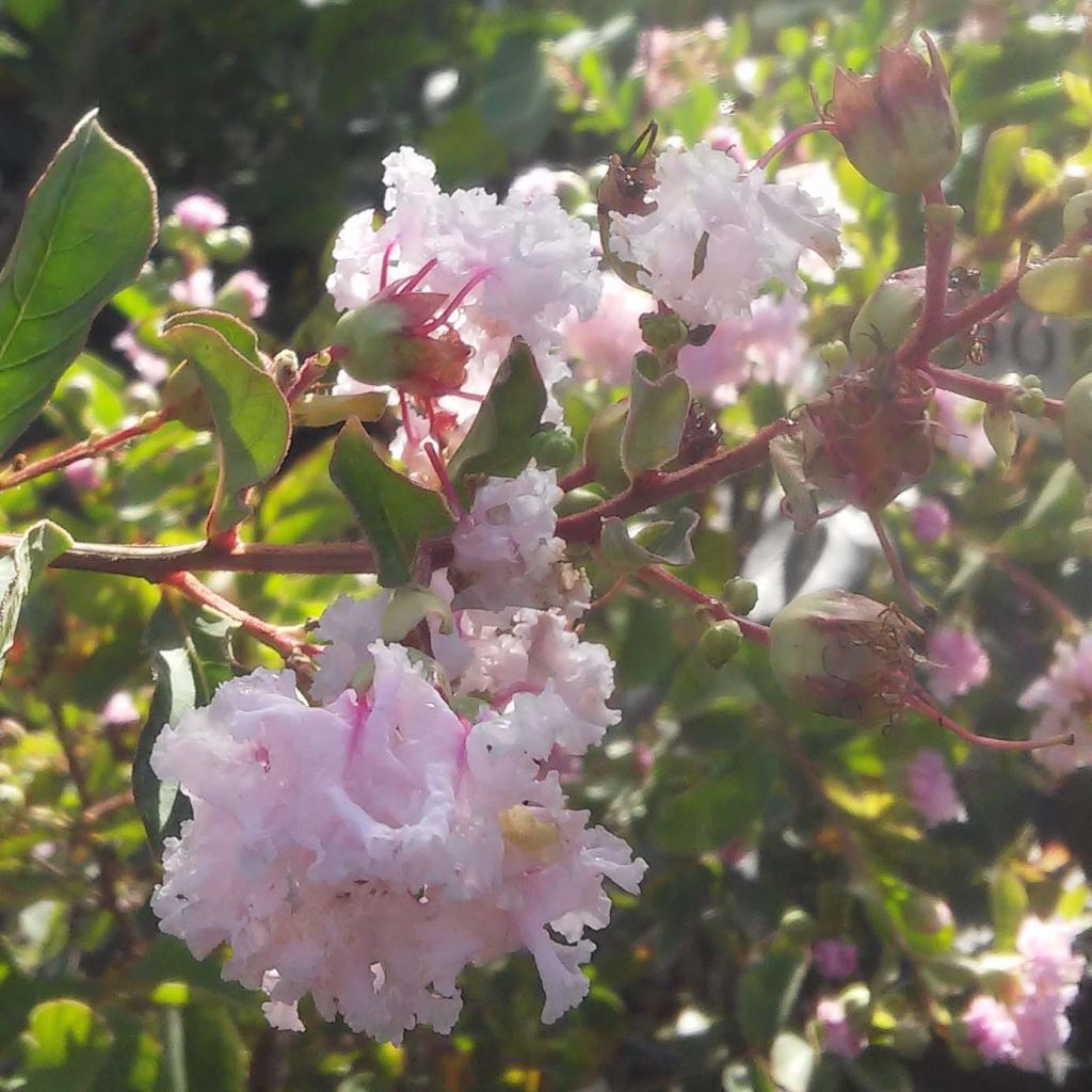 Lagerstroemia indica Summer Beauty Hope - Crape Myrtle