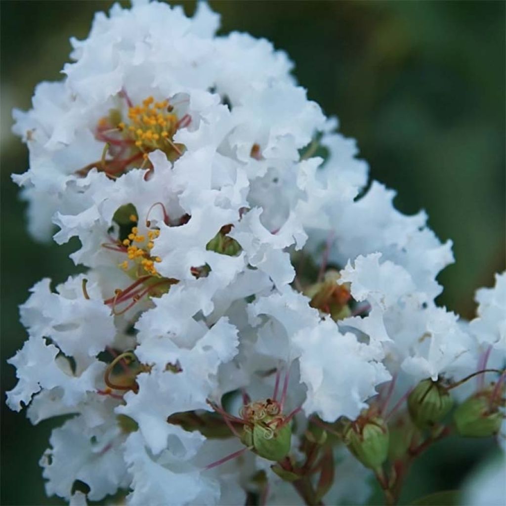 Lagerstroemia indica Summer Charm Acoma - Crape Myrtle