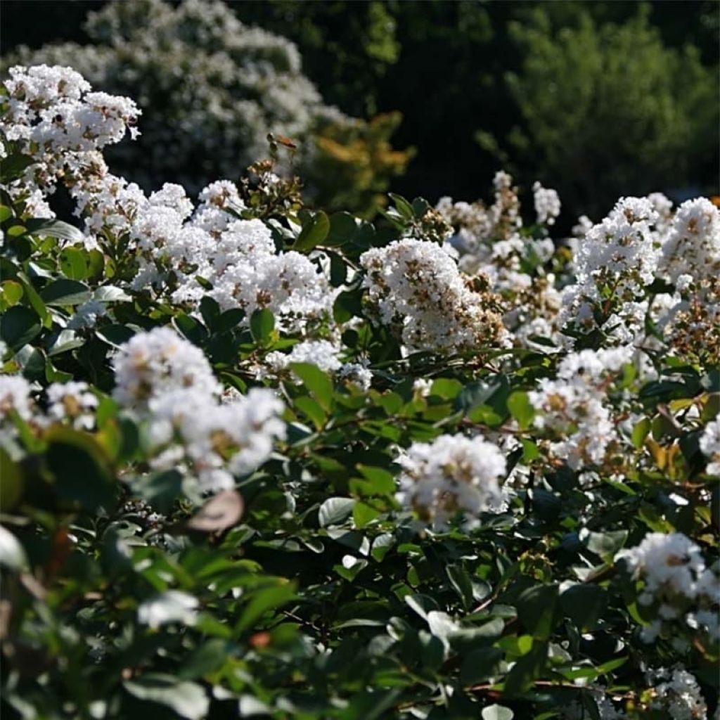 Lagerstroemia indica Summer Charm Acoma - Crape Myrtle