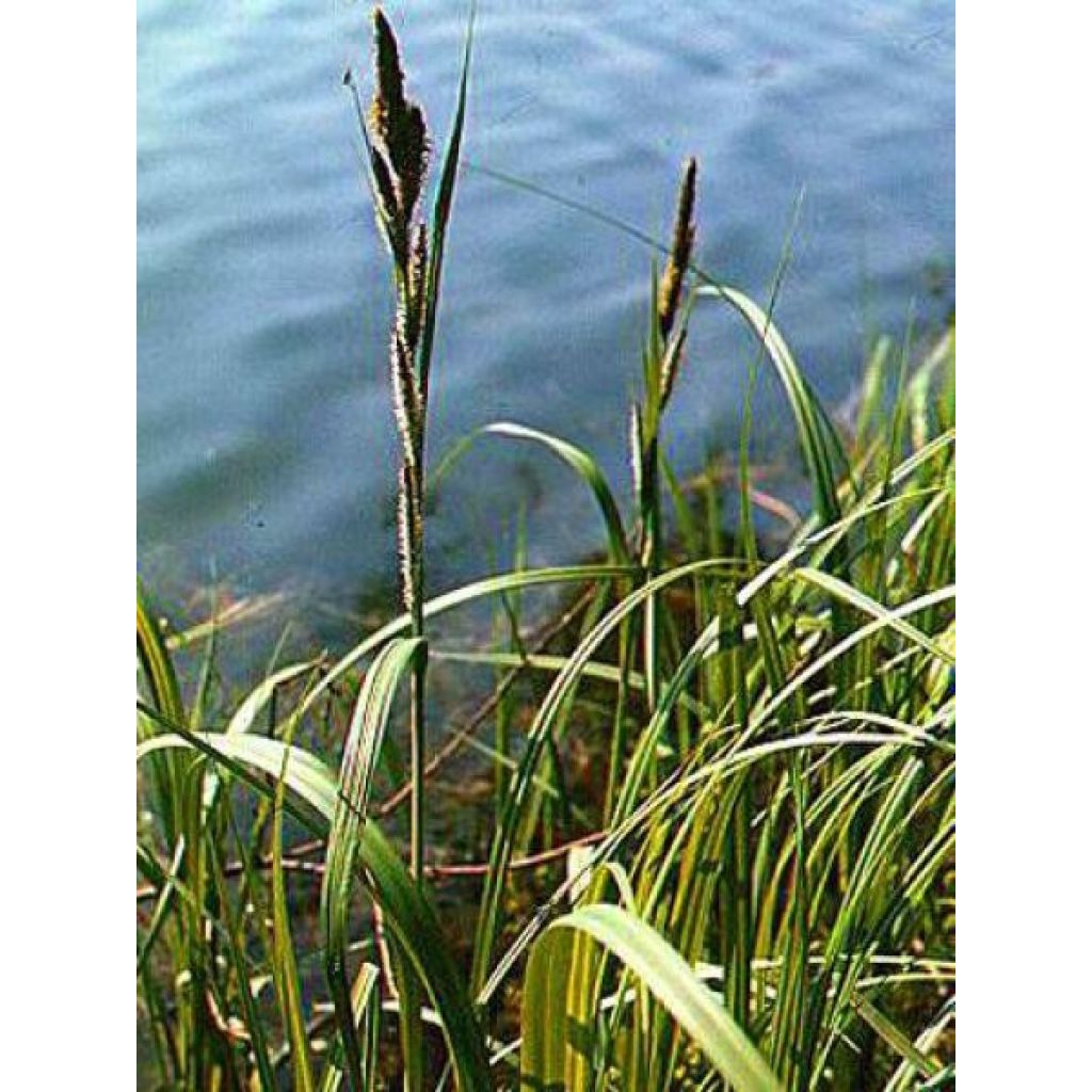 Carex riparia Variegata