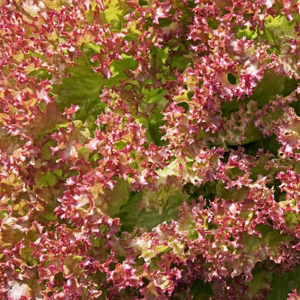 Loose leaf Lettuce Red Salad Bowl