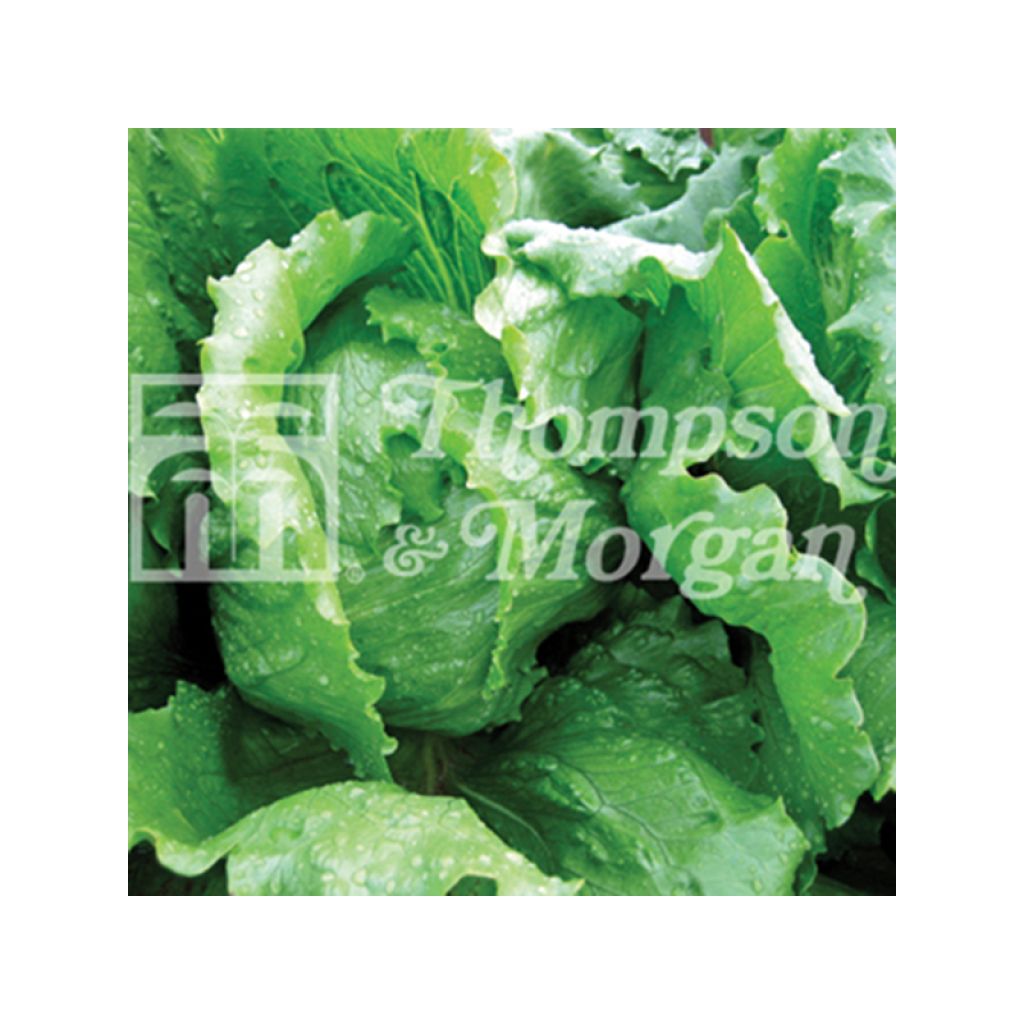 Butterhead Lettuce Antartica - Lactuca sativa