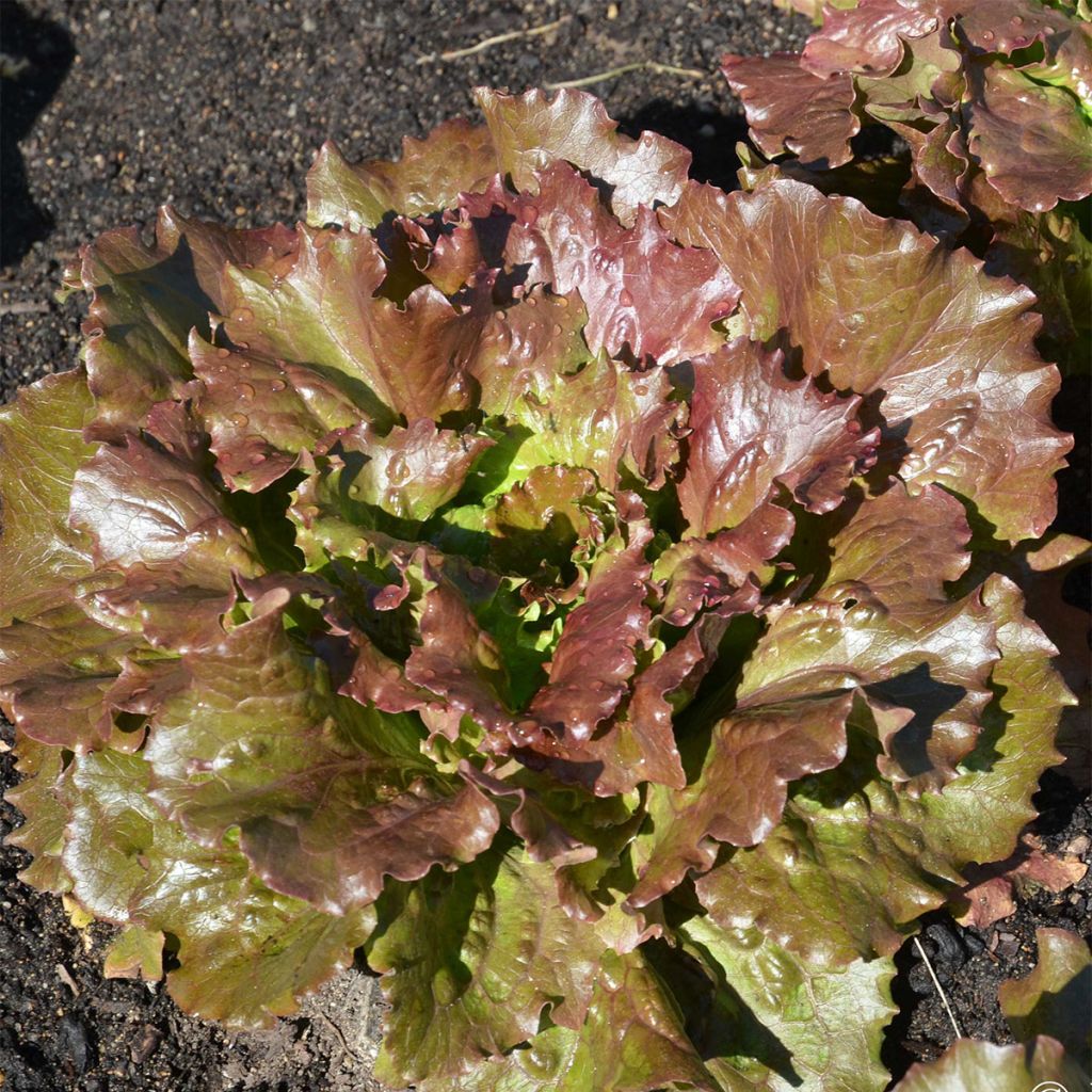 Organic Batavia Lettuce Rouge Relay - Ferme de Sainte Marthe seeds - Lactuca sativa