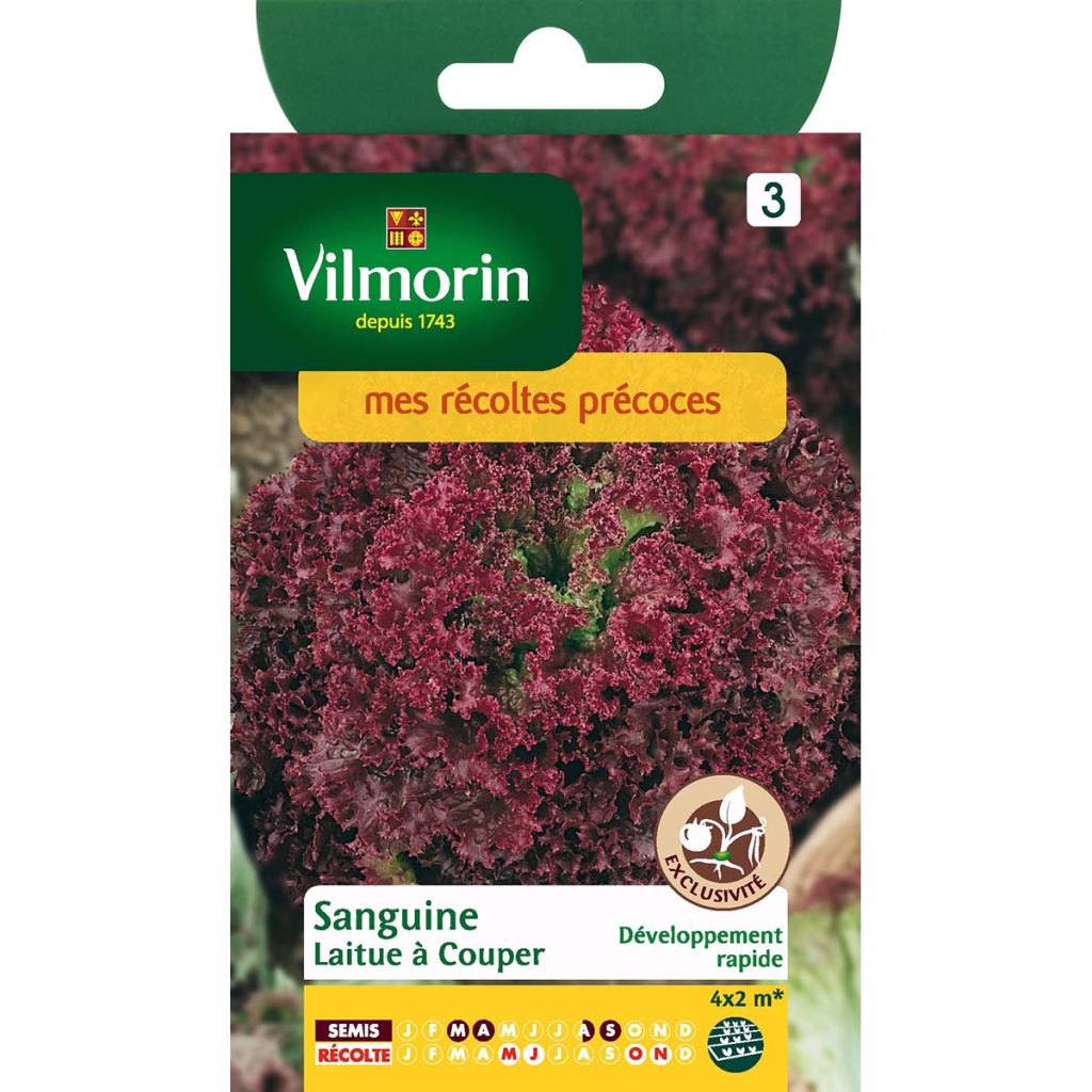 Batavia Lettuce Sanguine - Vilmorin seeds - Lactuca sativa
