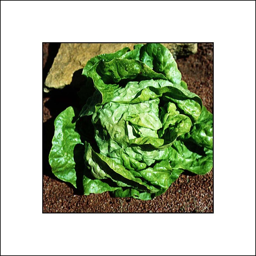 Lettuce Grosse Blonde Paresseuse - Lactuca sativa