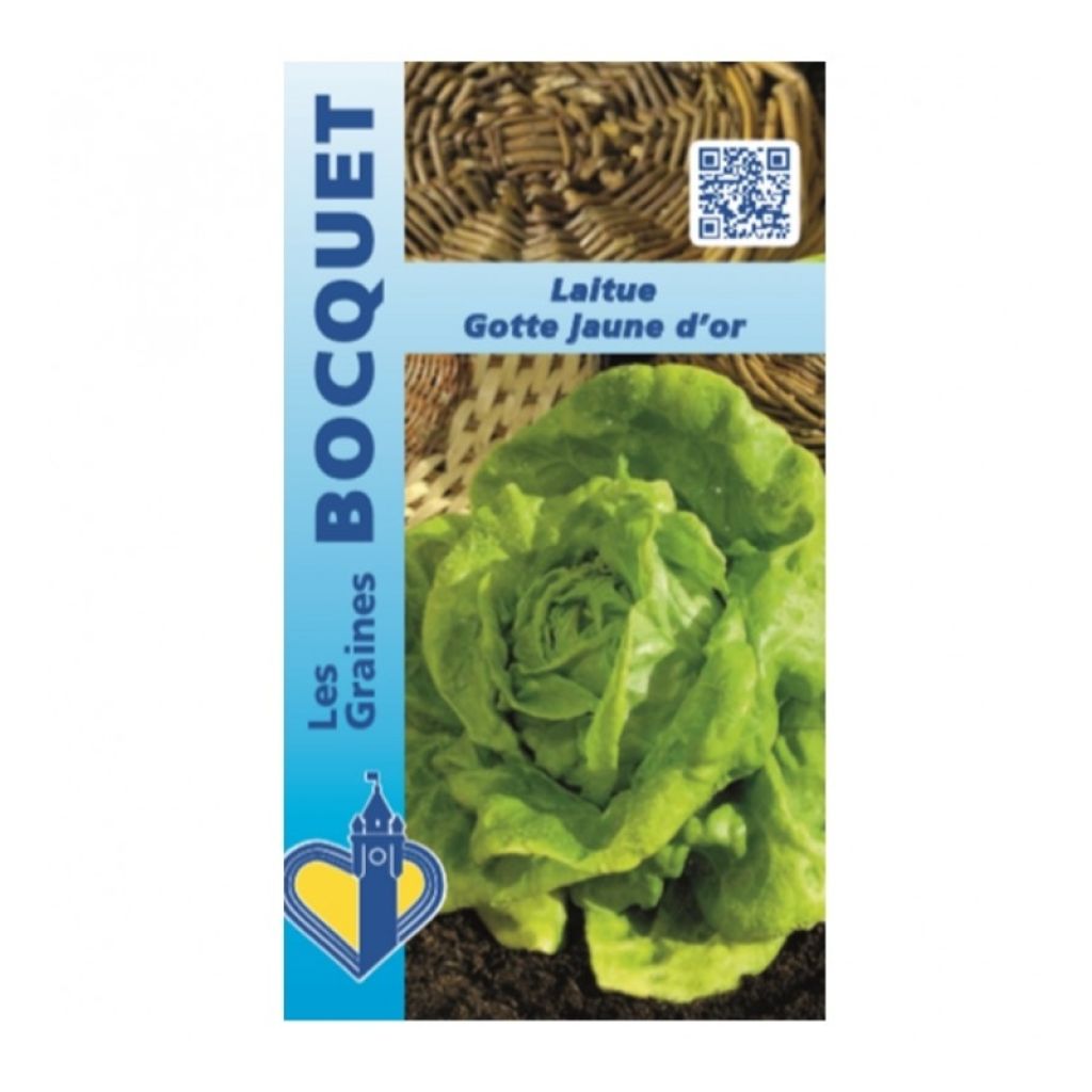 Butterhead Lettuce Gotte Jaune - Lactuca sativa