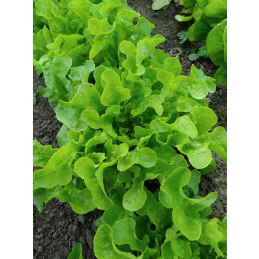 Loose leaf lettuce Black seeded Simpson