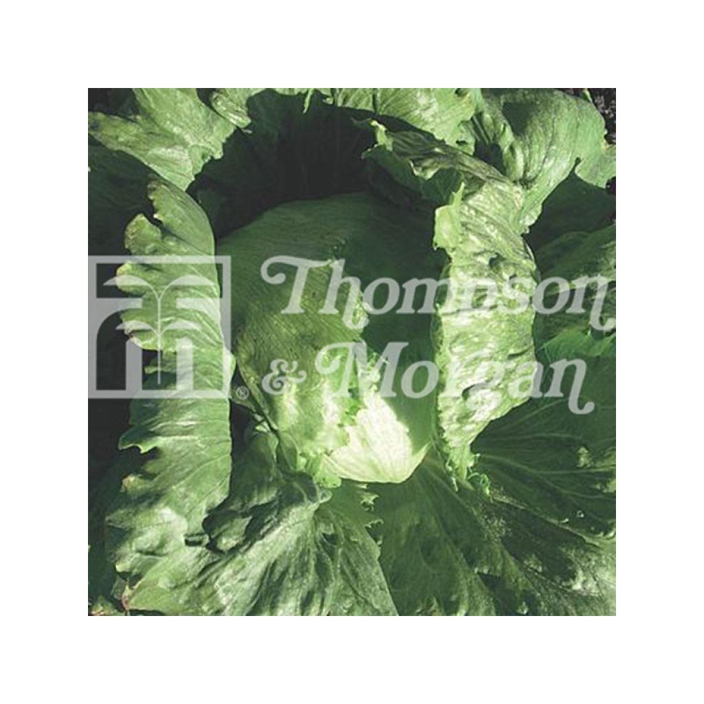 Batavia Lettuce Hollywood - Lactuca sativa