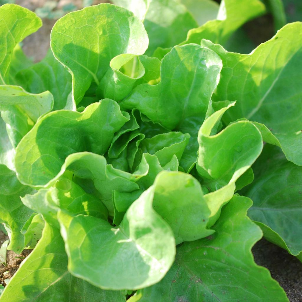 Butterhead Lettuce La Première - Ferme de Sainte Marthe seeds