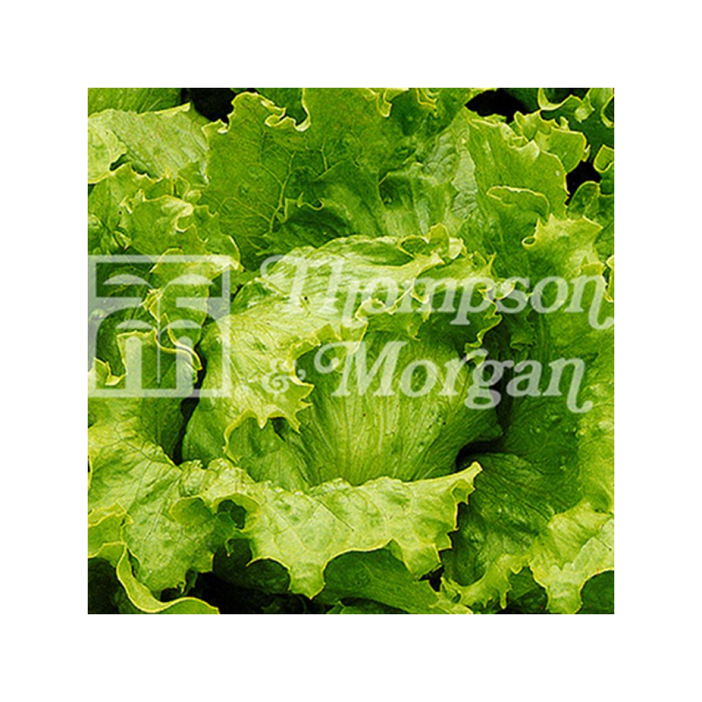 Batavia Lettuce Lakeland - Lactuca sativa
