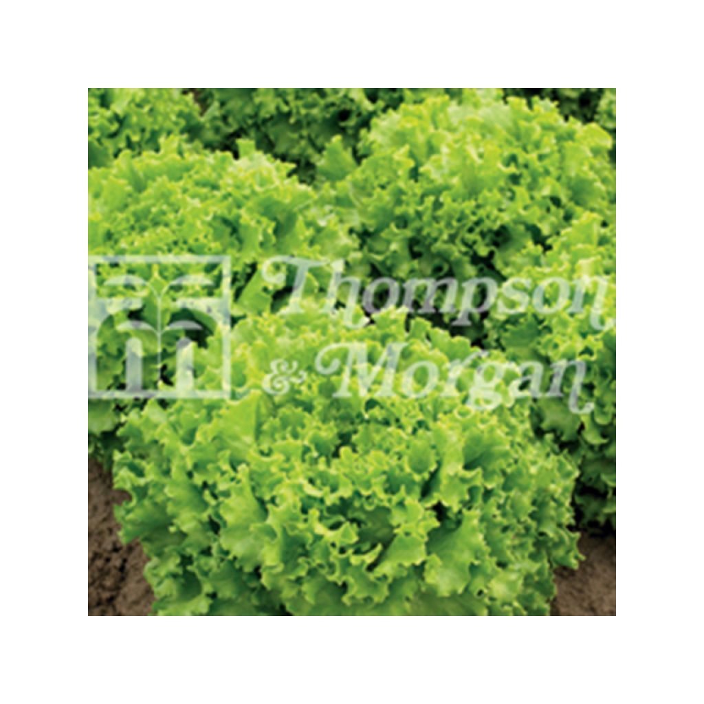 Batavia Lettuce Lettony - Lactuca sativa