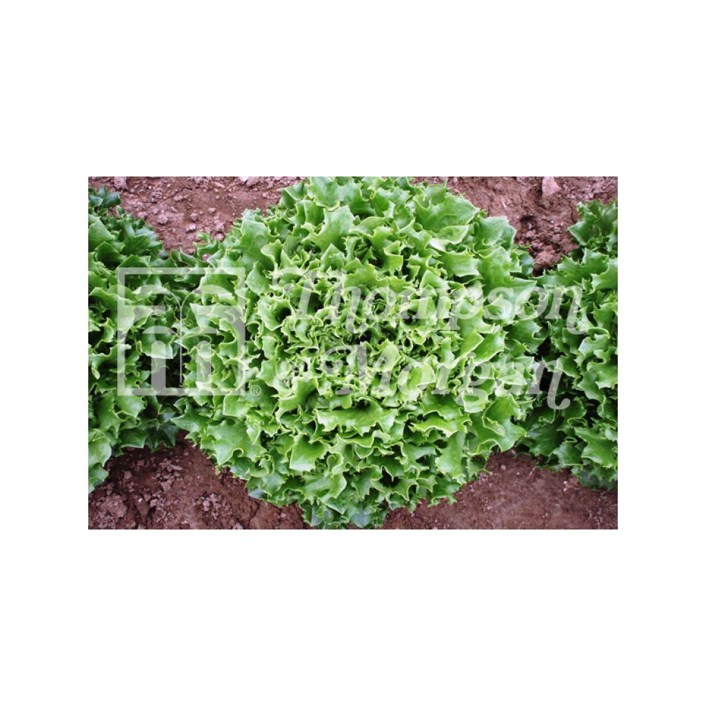 Lettuce Mazur - Lactuca sativa