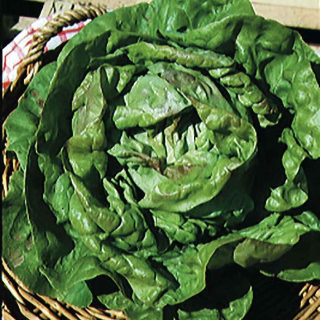 Butterhead Lettuce Reine de Mai - Lactuca sativa