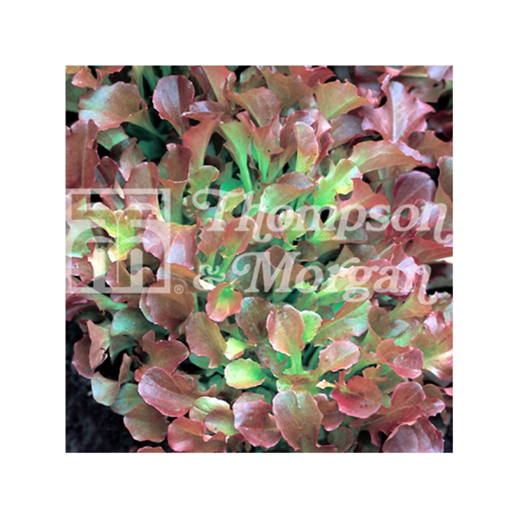 Lettuce Riccia Rossa da Taglio - Lactuca sativa