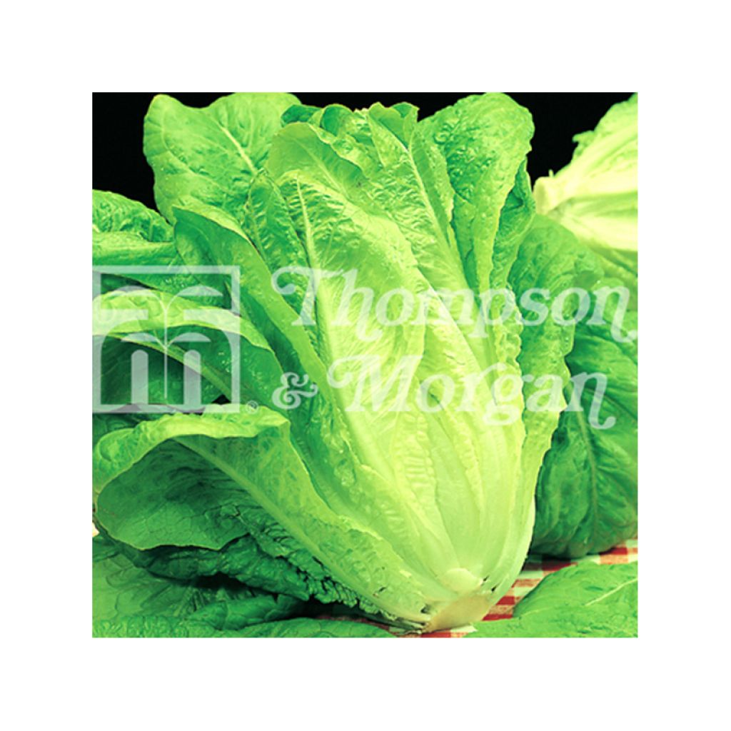 Romaine Lettuce Bionda Lenta a Montare - Lactuca sativa