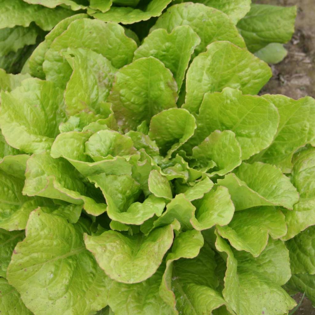 Organic Romaine Lettuce Chicon des Charentes - Ferme de Sainte Marthe seeds - Lactuca sativa