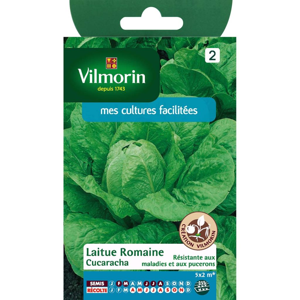 Romaine Lettuce Cucaracha - Vilmorin seeds - Lactuca sativa