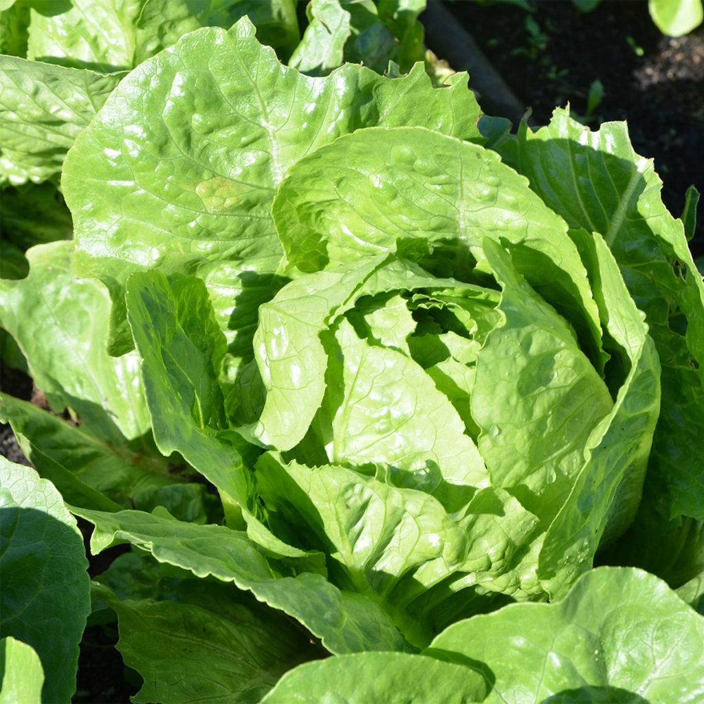 Organic Romaine Lettuce Tantan - Lactuca sativa