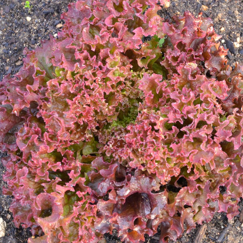 Laitue Rouge Frisée Senorita Bio - Ferme de Sainte Marthe