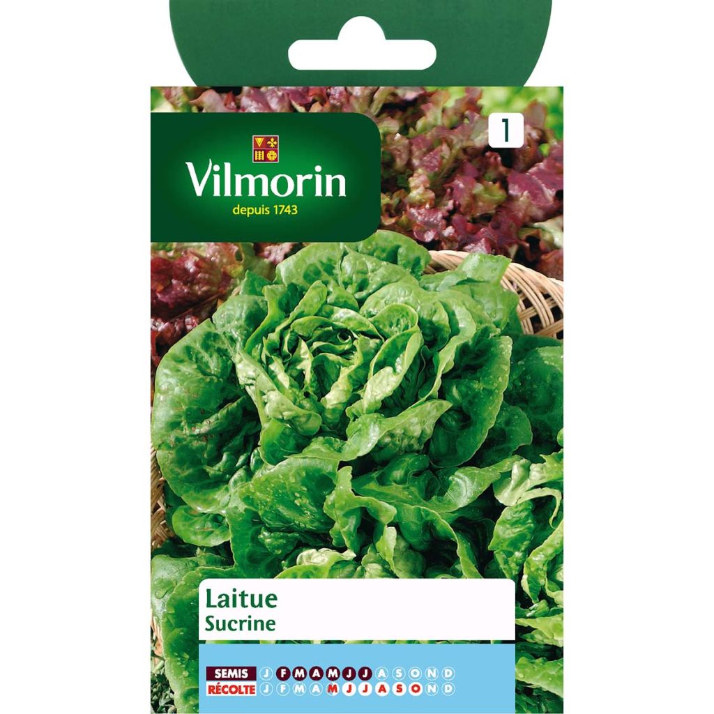 Romaine Lettuce Sucrine - Vilmorin seeds - Lactuca sativa
