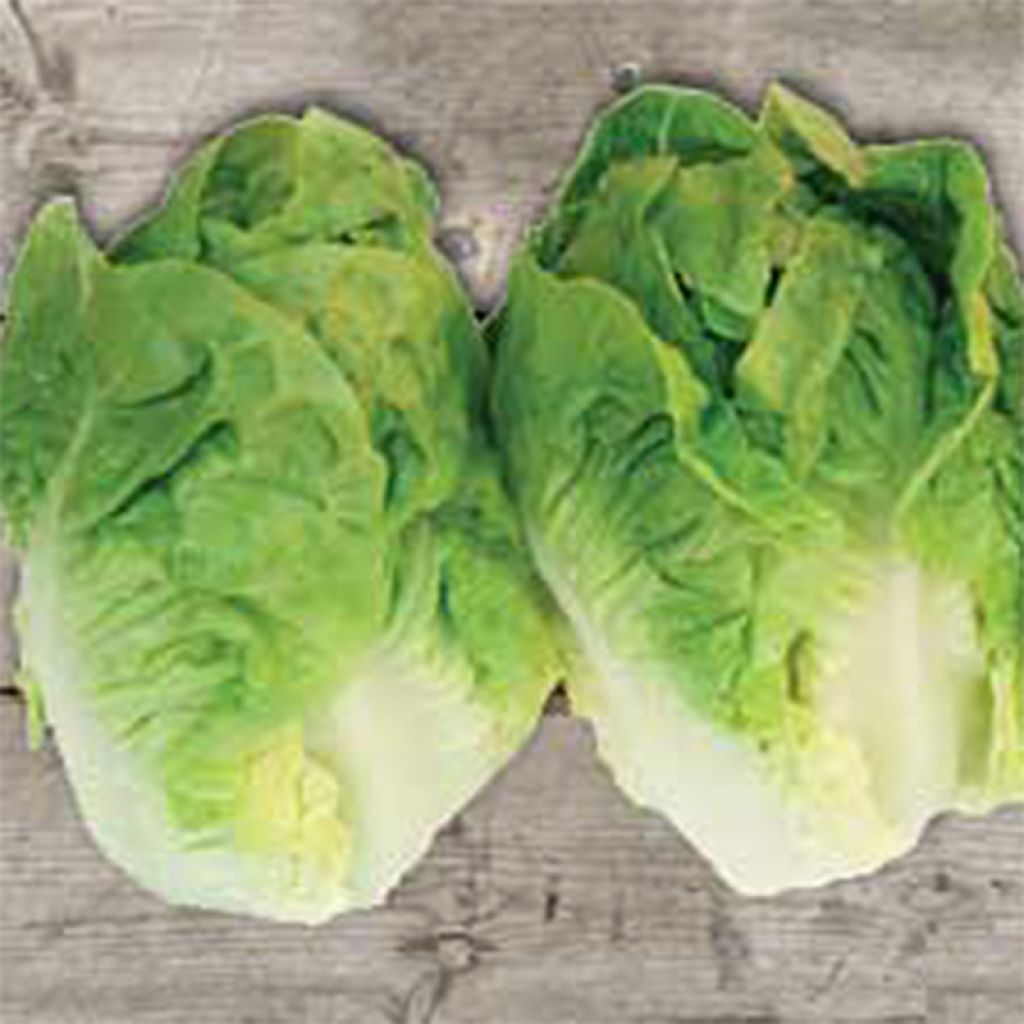Romaine Lettuce Sucrine - Ferme de Sainte Marthe seeds