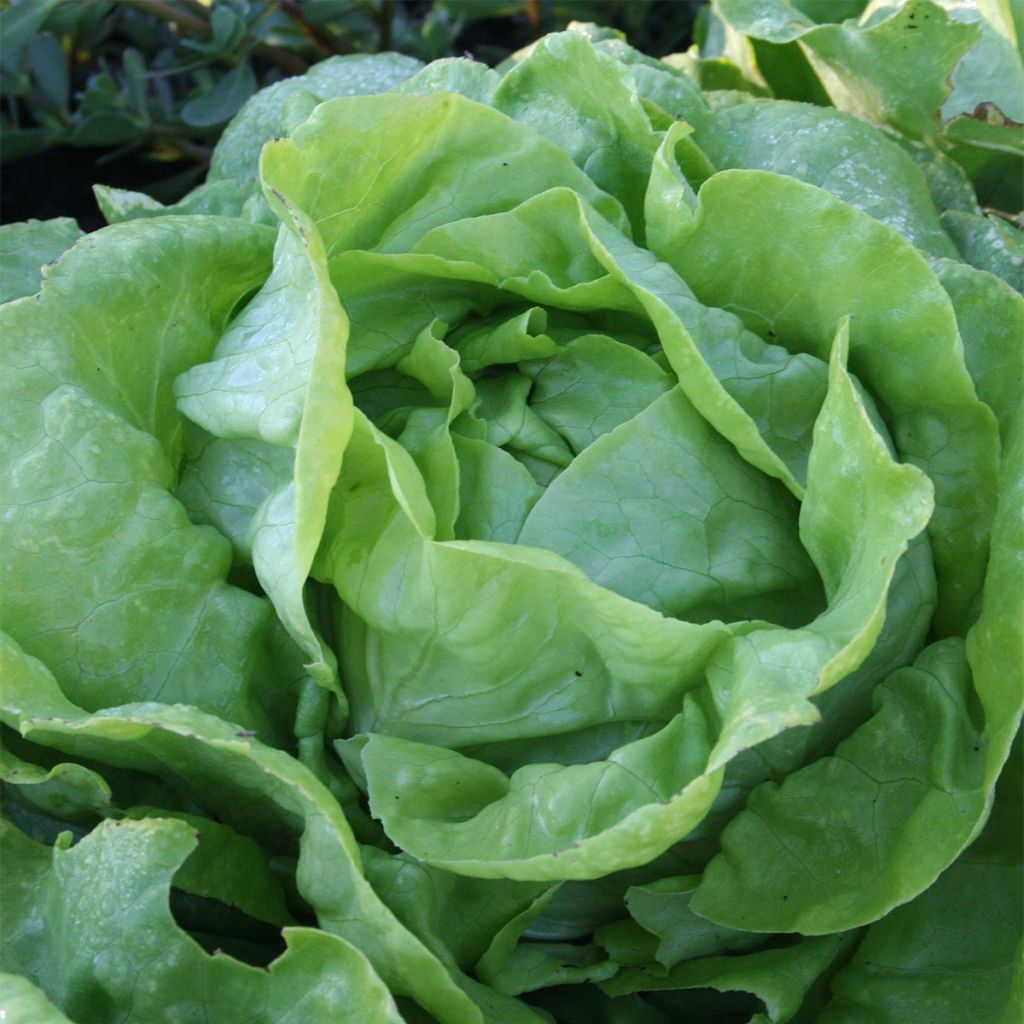 Sylvesta Organic Butterhead Lettuce - Sainte Marthe Farm