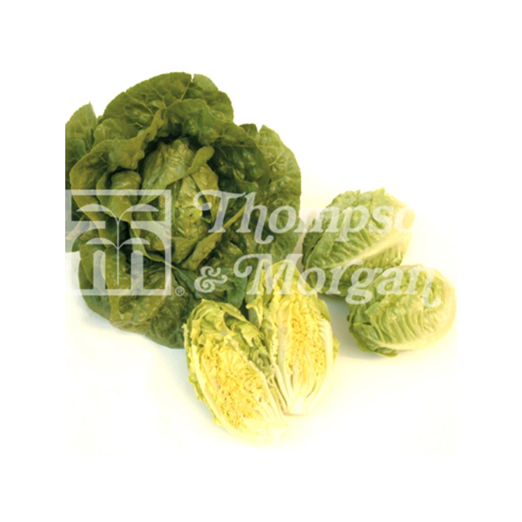 Romaine Lettuce Tantan - Lactuca sativa