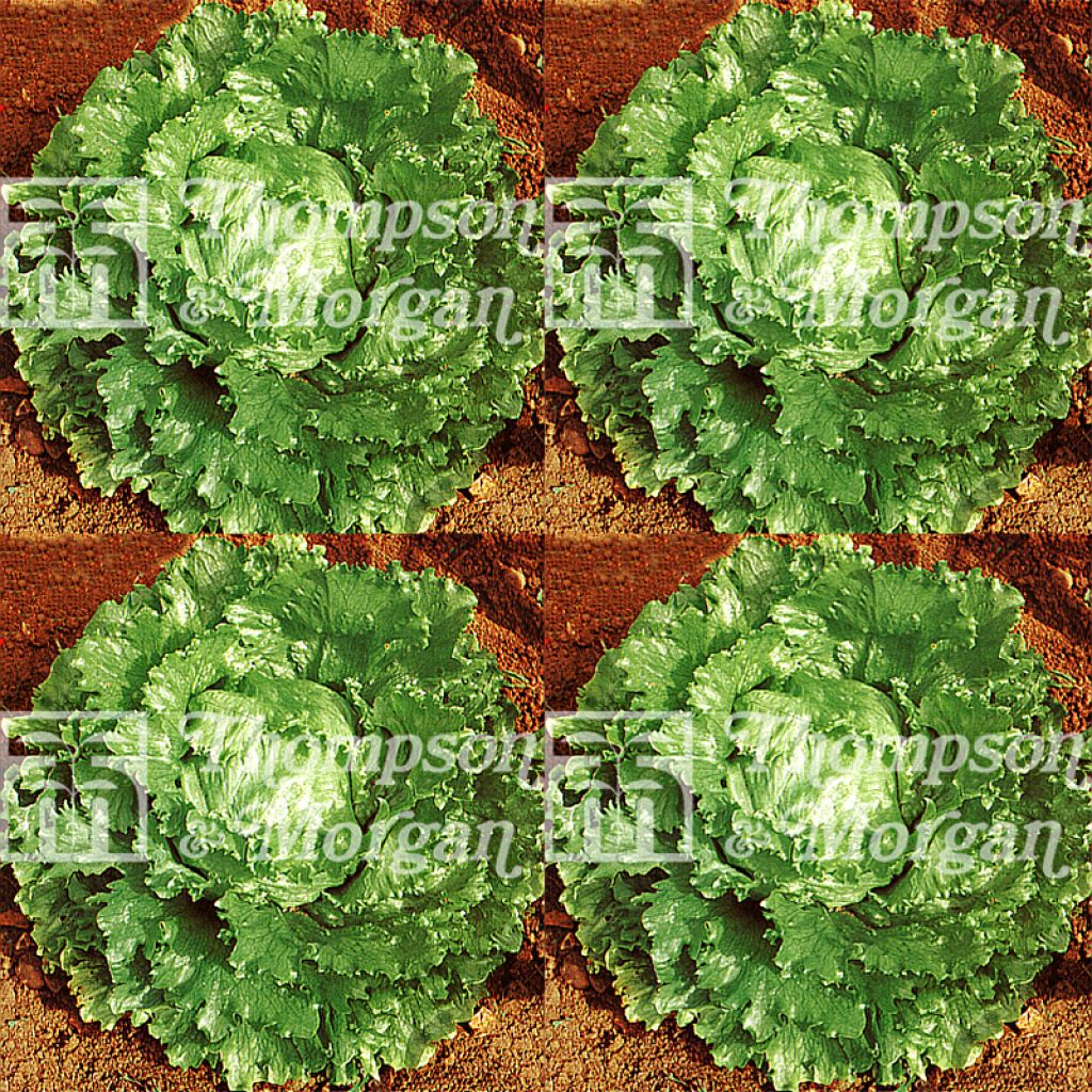 Butterhead Lettuce Webbs Wonderful - Lactuca sativa