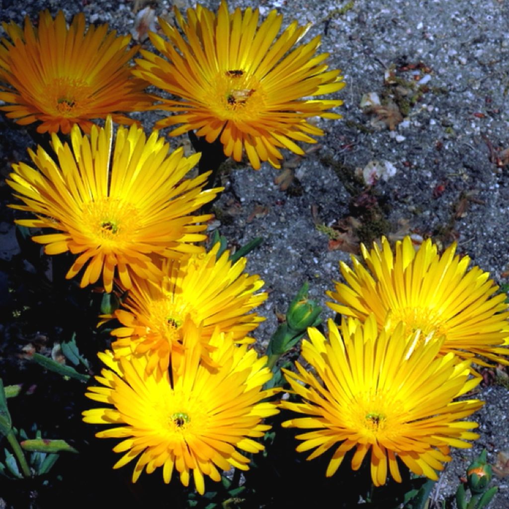 Lampranthus aurantiacus Yellow Flowers