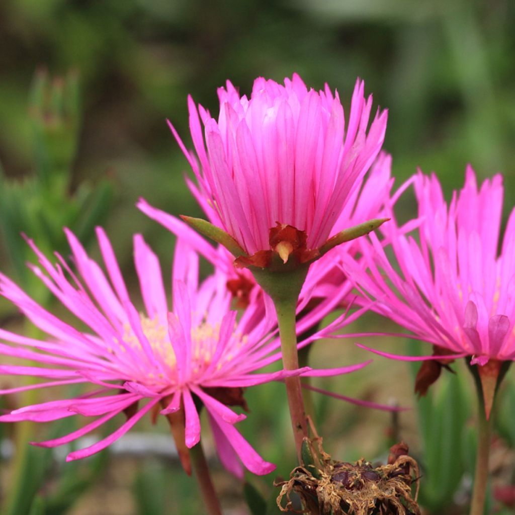 Lampranthus auriantacus Fleurs roses - Ficoïde orange à fleurs roses