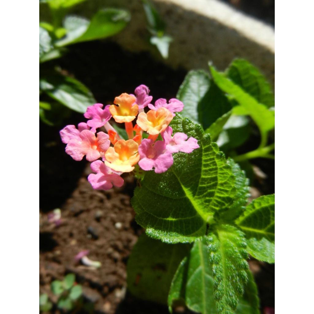 Lantana camara Evita Rose - West Indian Lantana