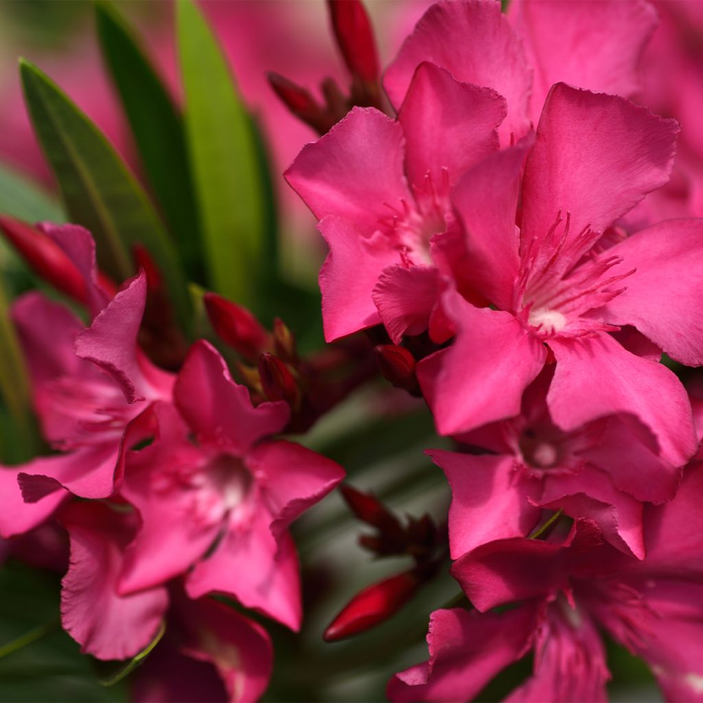 Nerium oleander Italia