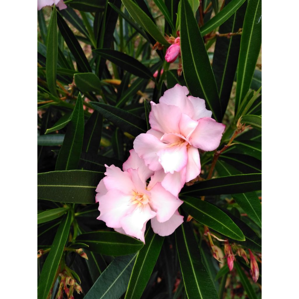 Nerium oleander Provence