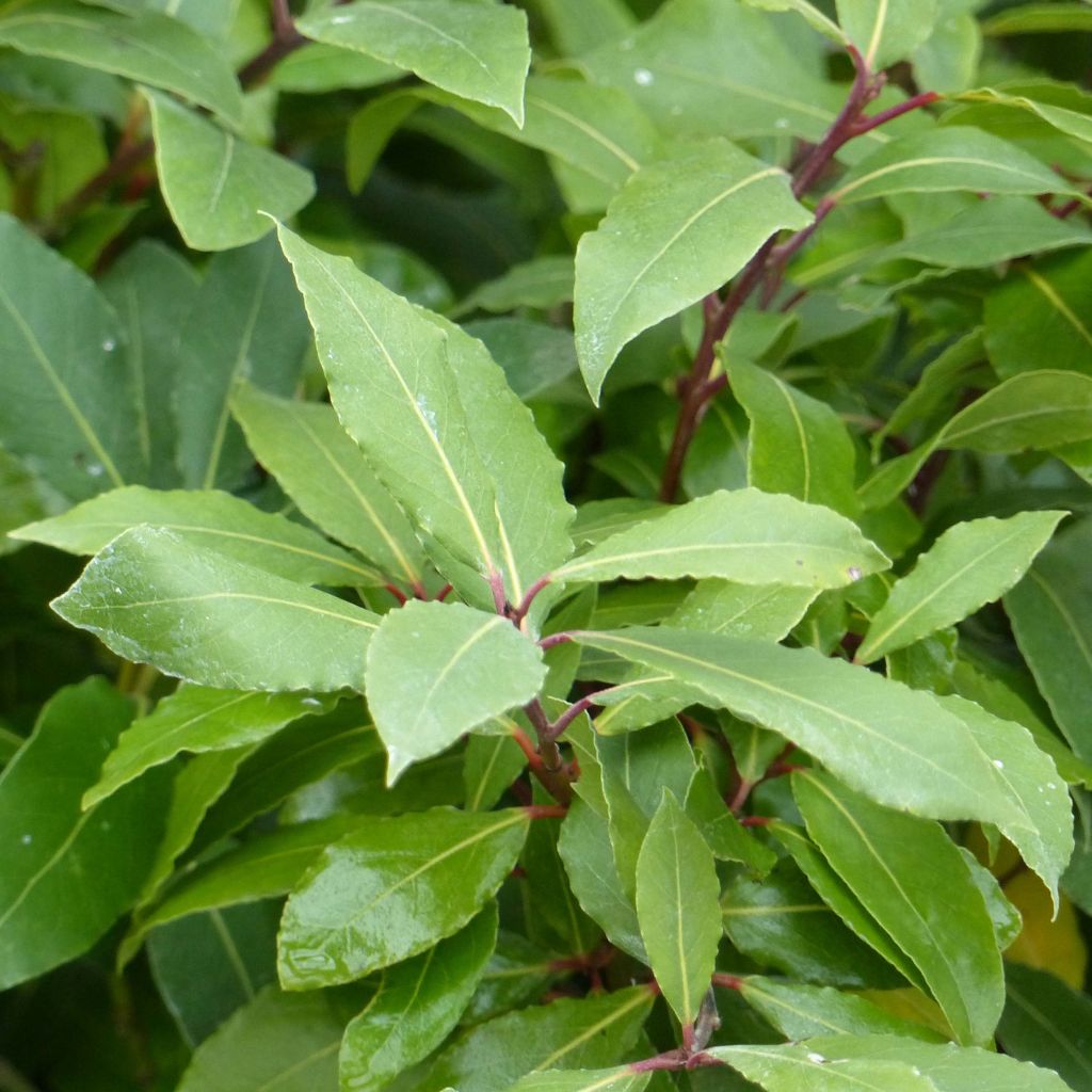 Laurus nobilis - Bay Laurel