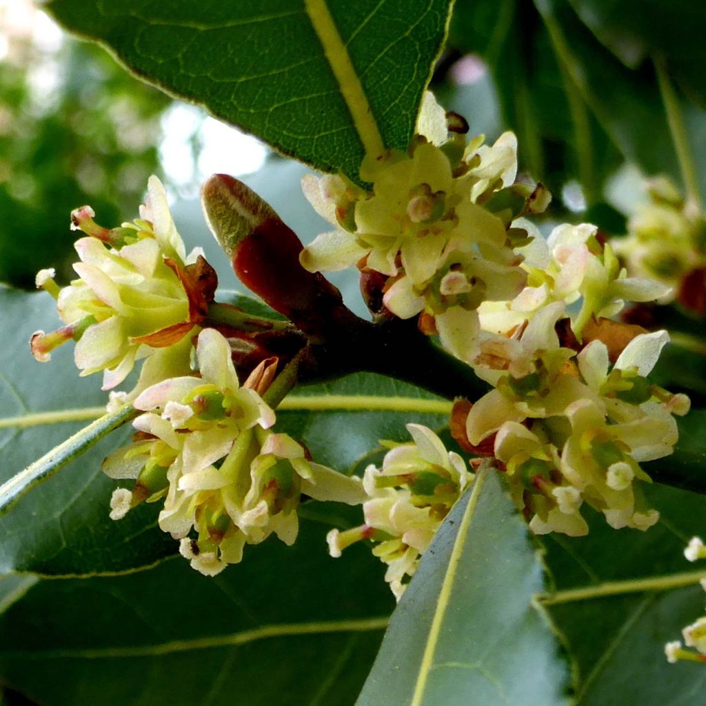 Laurus nobilis - Bay Laurel