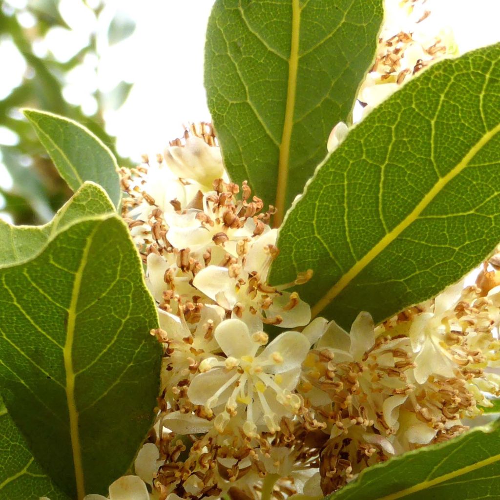 Laurus nobilis - Bay Laurel