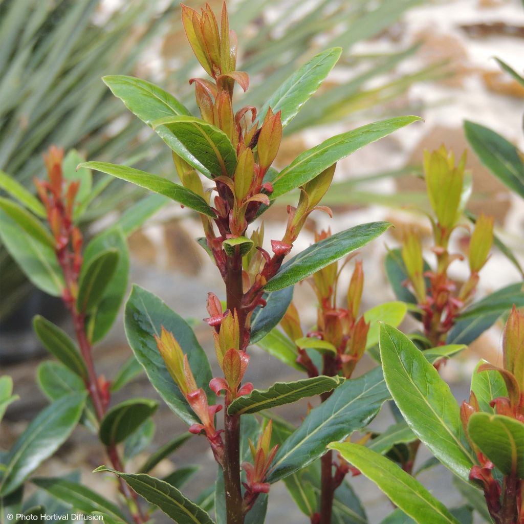 Laurus nobilis Little Ragu - Bay Laurel