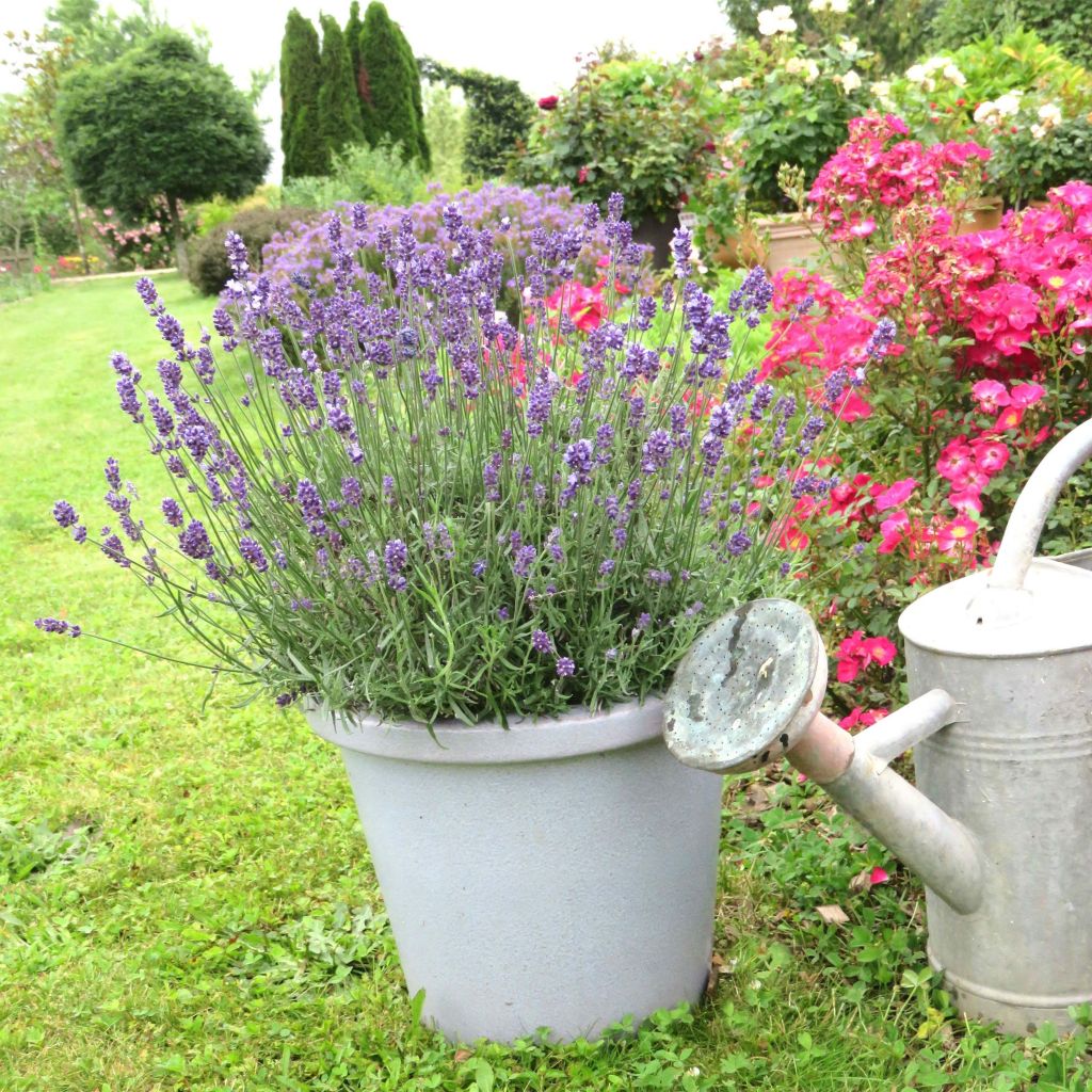 Lavandula angustifolia Bleu de Gien - True Lavender