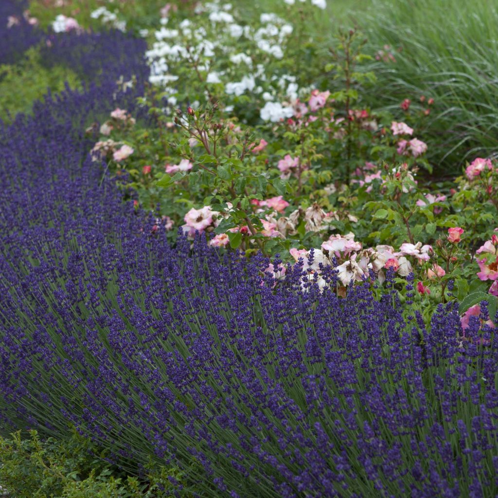 Lavandula angustifolia Bleu de Gien - True Lavender