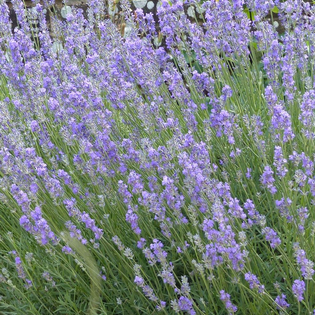 Lavandula angustifolia Munstead - True Lavender