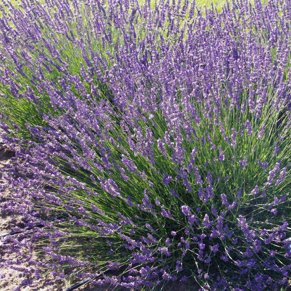 Lavandula intermedia Phenomenal - Lavandin