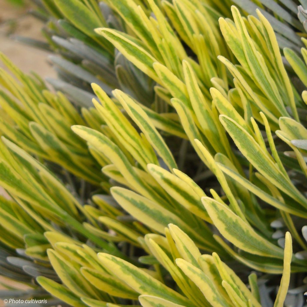 Lavandula intermedia Platinum Blonde - Lavandin