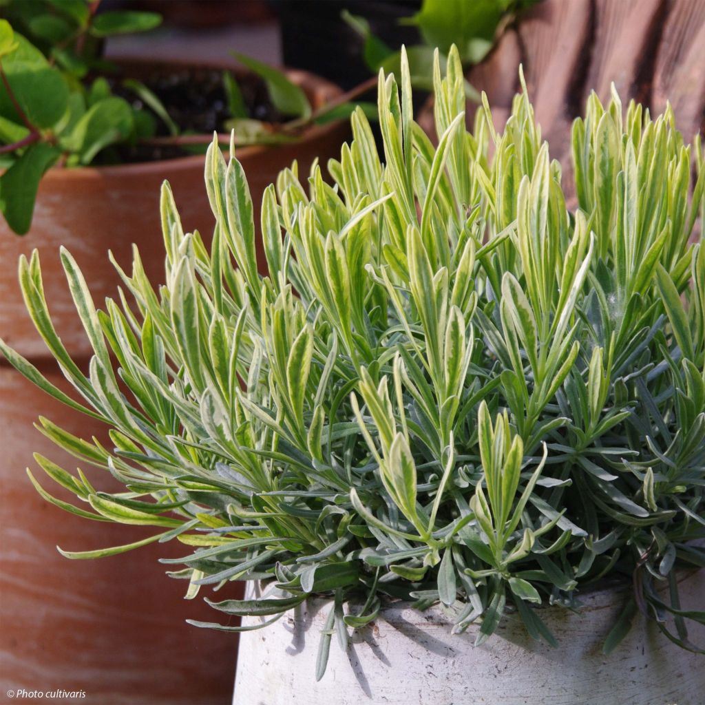 Lavandula intermedia Platinum Blonde - Lavandin