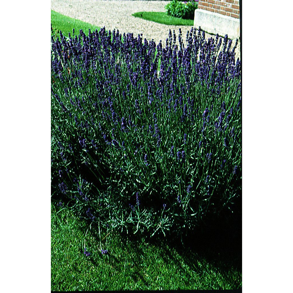 Lavandula vera - angustifolia 