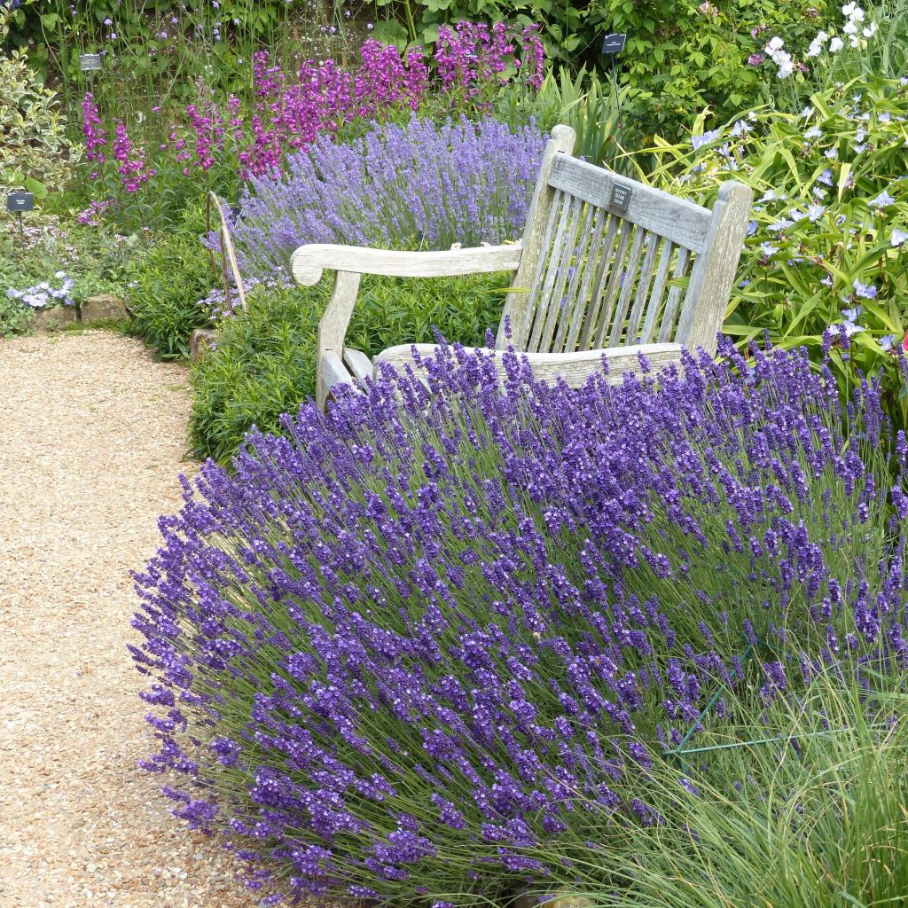 Lavandula angustifolia Hidcote - True Lavender