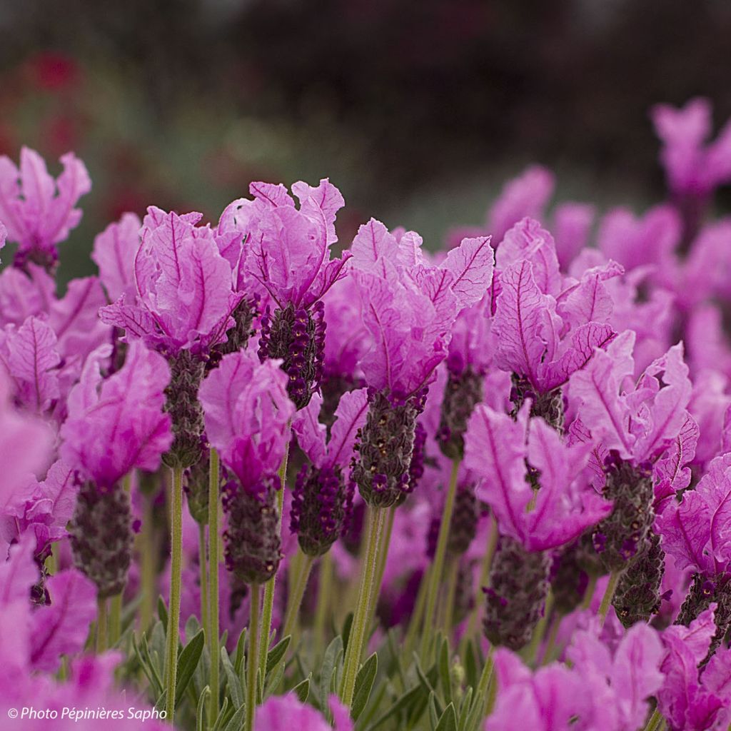 Lavandula stoechas The Princess - French Lavender