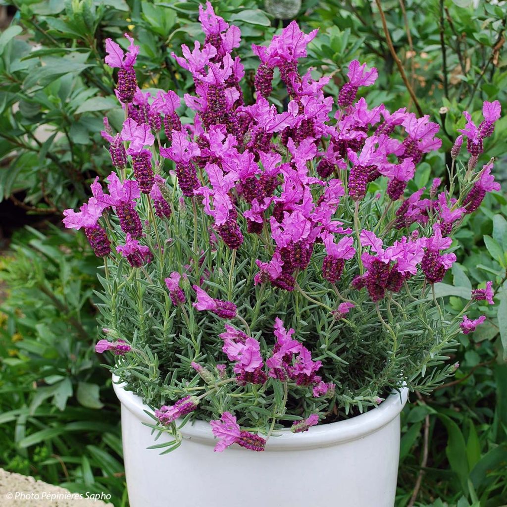 Lavandula stoechas The Princess - French Lavender